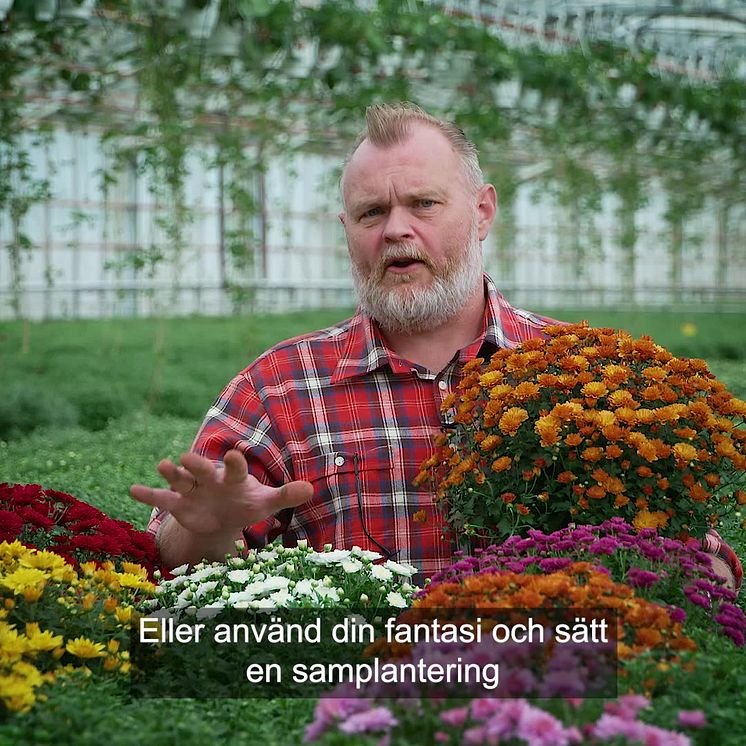 Trädgårdsmästaren tipsar 1 bollkryss 1x1.mp4