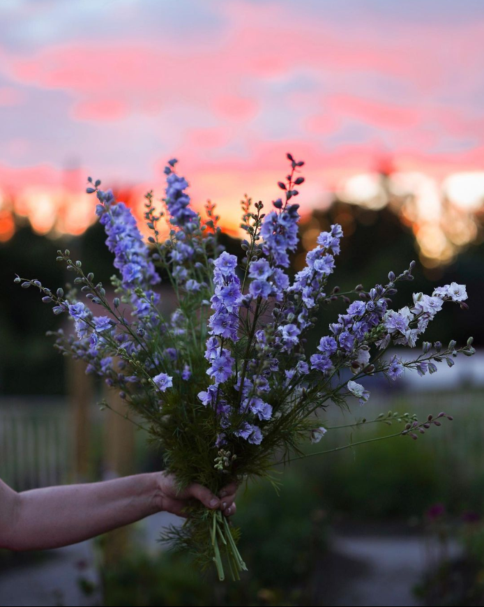 Blomsterkraft