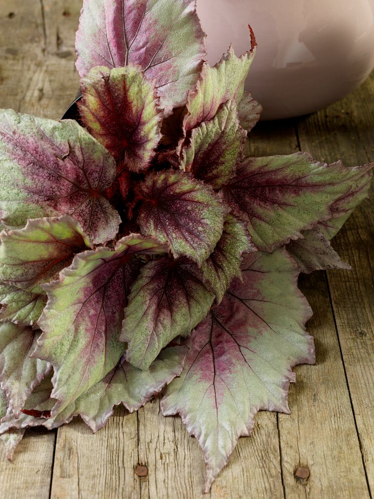Bladbegonia