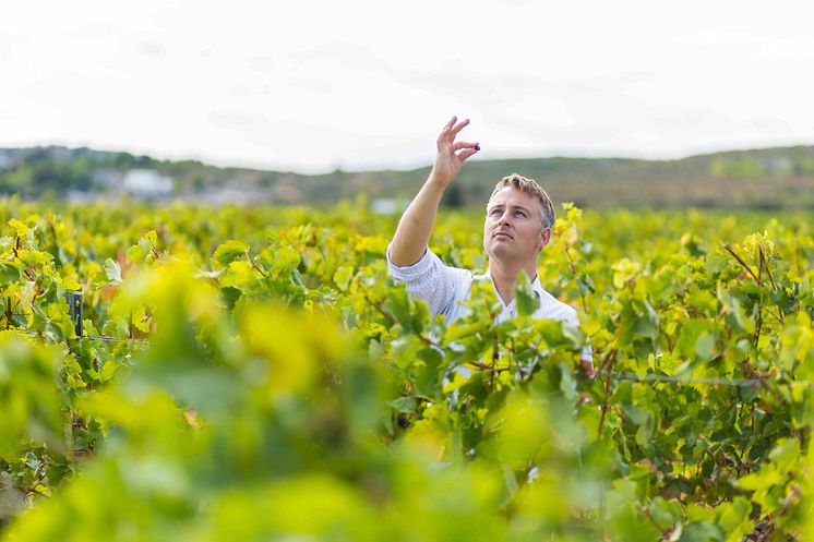 chateaudangles_vinyard