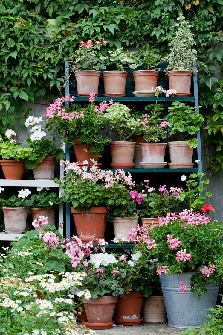Pelargoner i en hylla