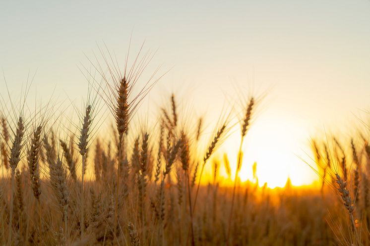 shutterstock_mark_solnedgang