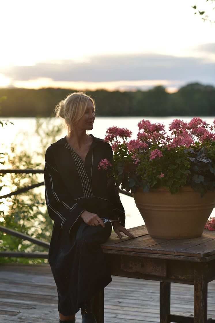 Årets Pelargon 2025 - SUMMER TWIST ROSE