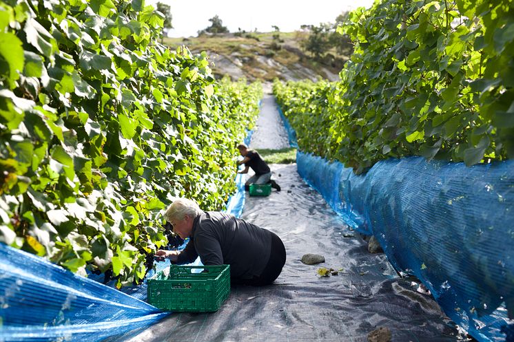 Midtsommar vinranker