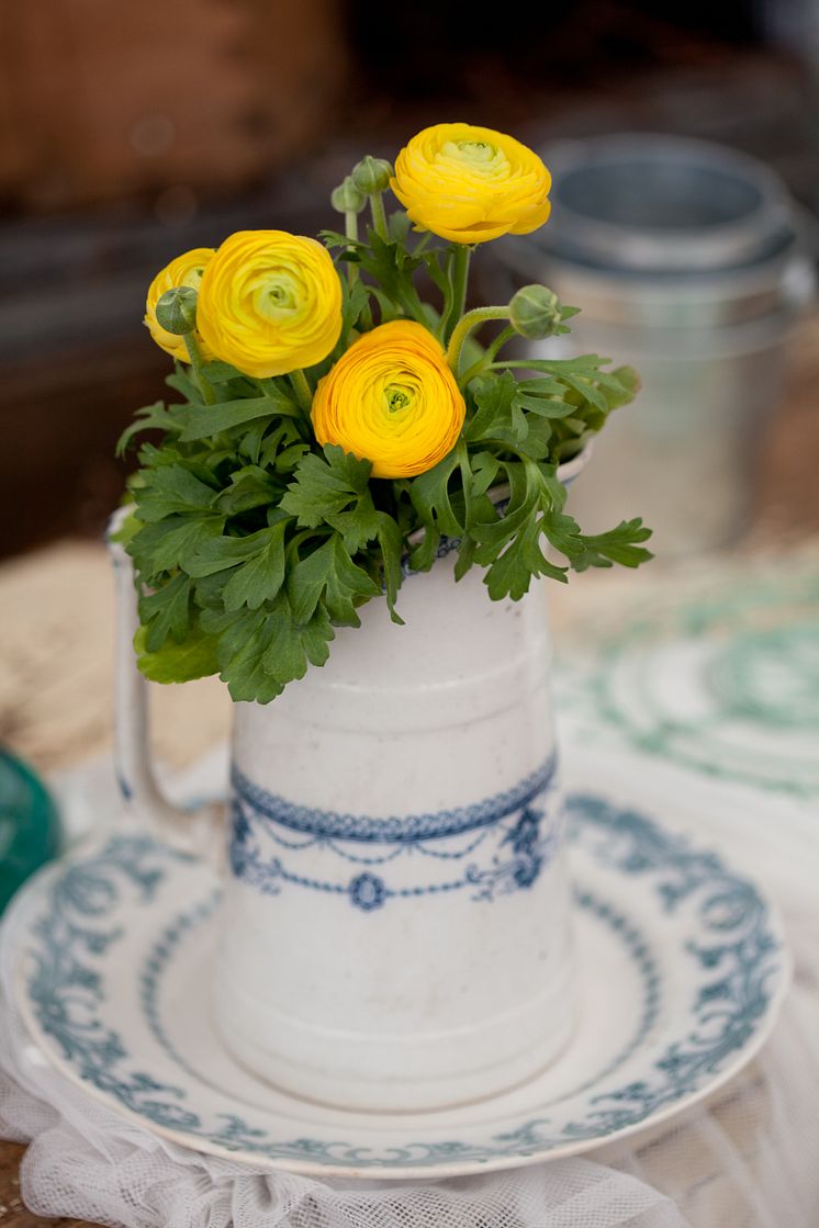 Ranunculus, gula blommor i vas