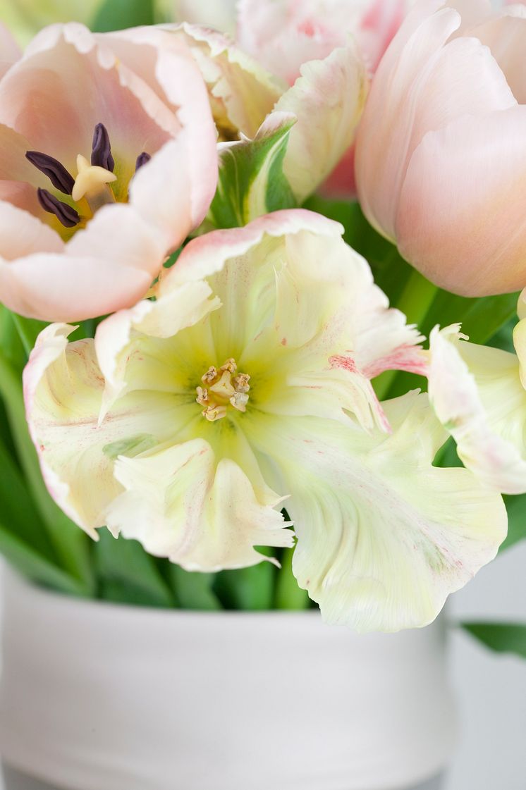 Rosa tulpaner i närbild
