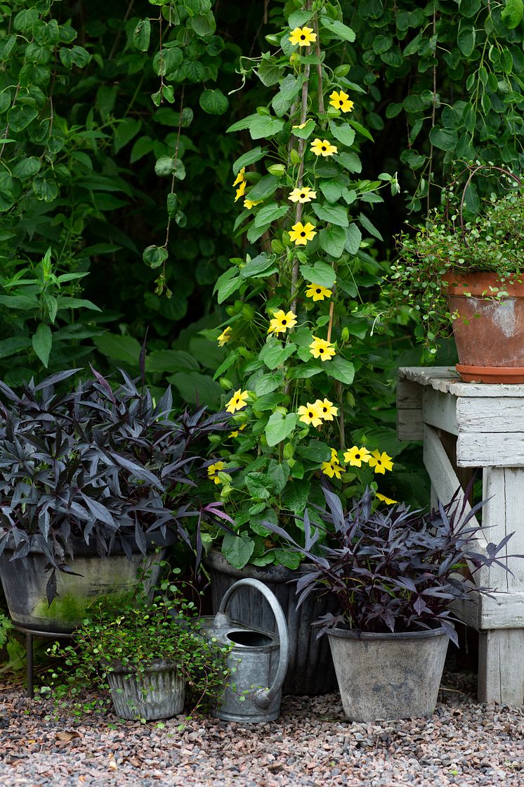 1èrets Sommarblomma 2023 Thunbergia alata Svartîga gul foto annikasnaturligating