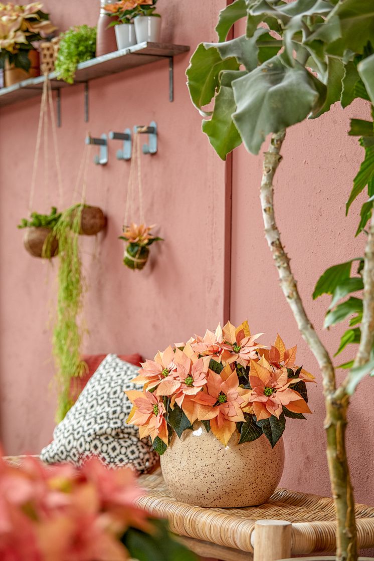 julstjärna_2021_poinsettia_01000_Boho_Green_Living_02