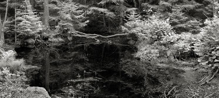 LovisaRingborg_Forest2020 (1)