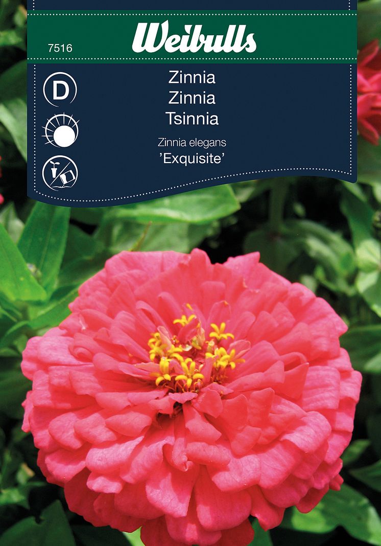 7516_zinnia