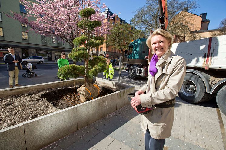 Trafikborgarråd Ulla Hamilton (M) planterar en tall vid Bysistorget.