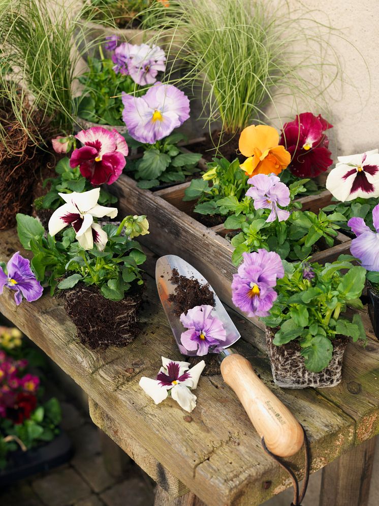 Pensé_plantering
