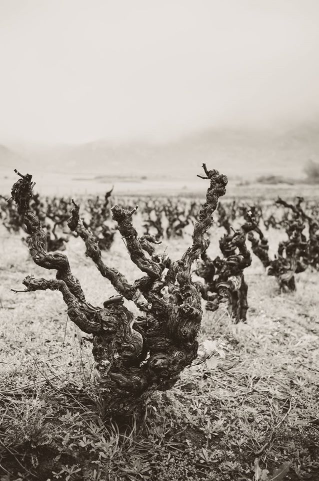 Old Vines Sadie Family Wines