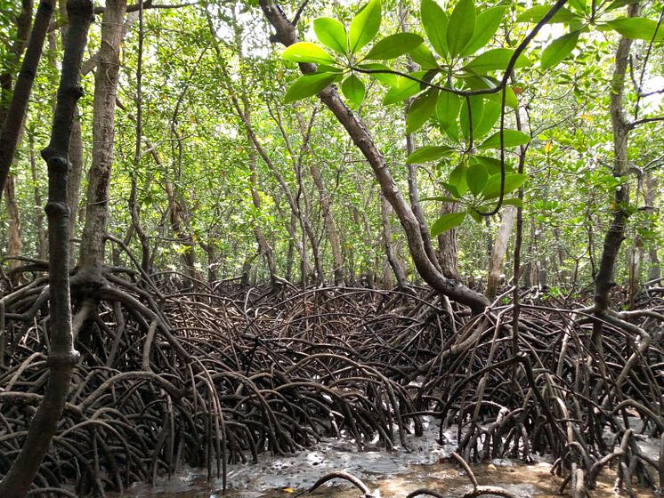 Vanga Blue Forest Mangrove, Kenya