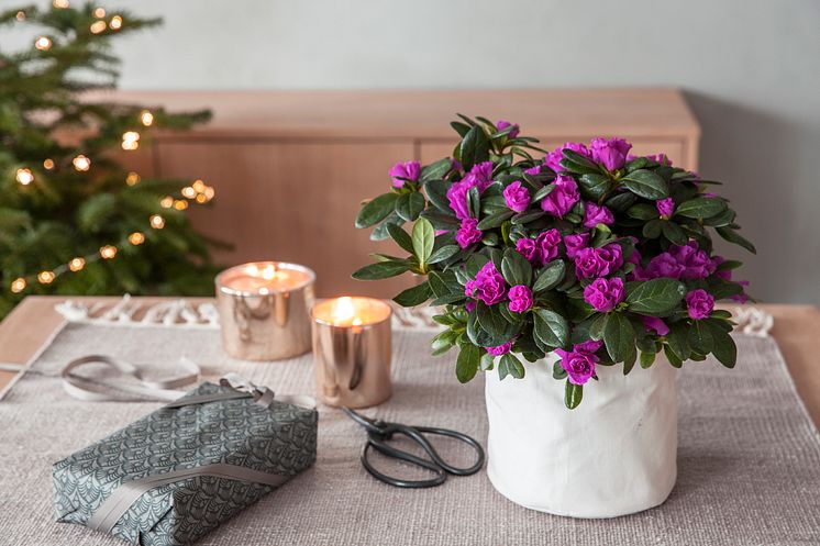 Lilla azalea i grow-in selvvannningspotte