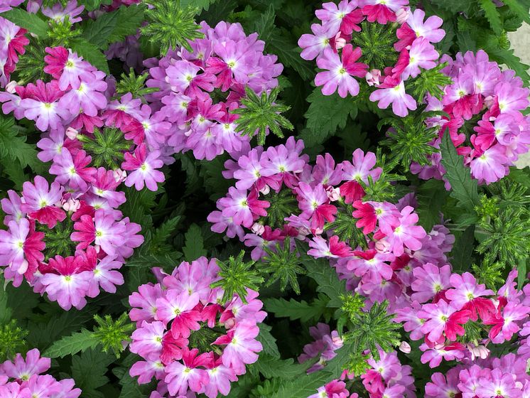 Trädgårdsverbena Lanai Upright Twister Rose