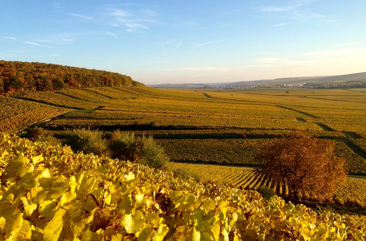 Chablis