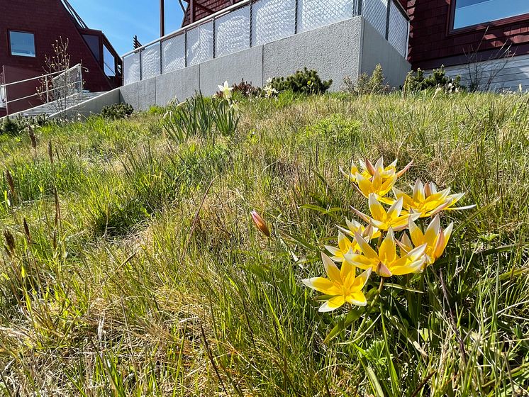 220523_Kilströmskajen Torrängsmatta i slänt_Karlskrona (16).jpeg