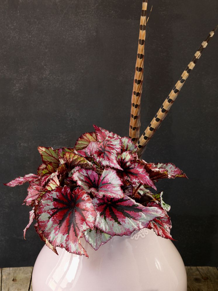 Bladbegonia