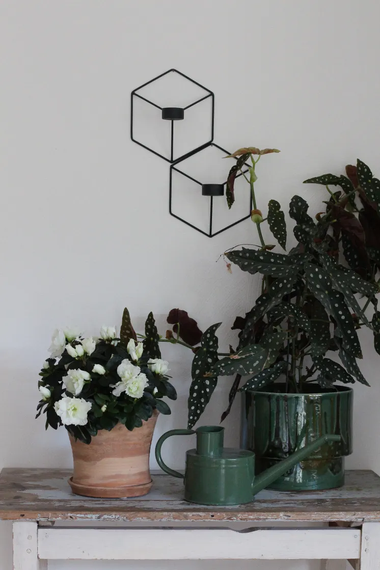 Azalea Madame Troch med forellbegonia