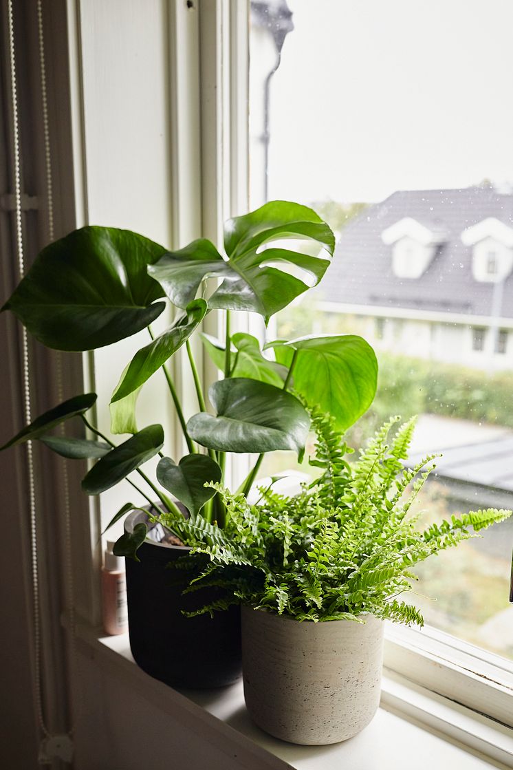 Hemmakontoret_gröna bladväxter