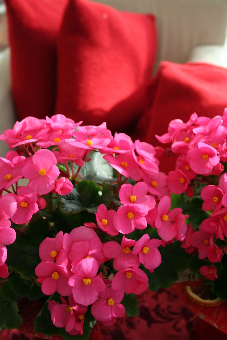 Julbegonia1