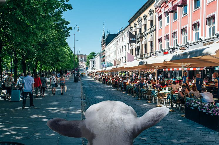 Heidi the sheep in Oslo