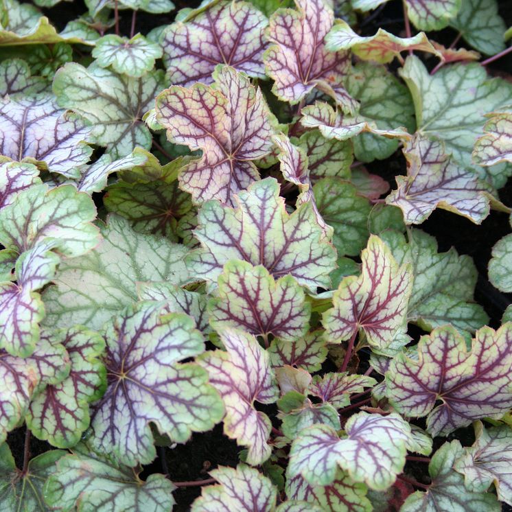 Alunrot - Heuchera 'Green Spice'