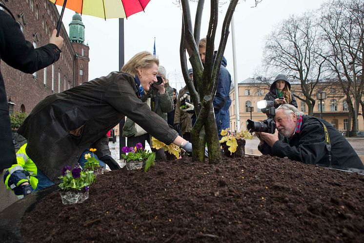 Trafikborgarrådet Ulla Hamilton (M) planterar de första blommorna i 2014 års blomsterprogram