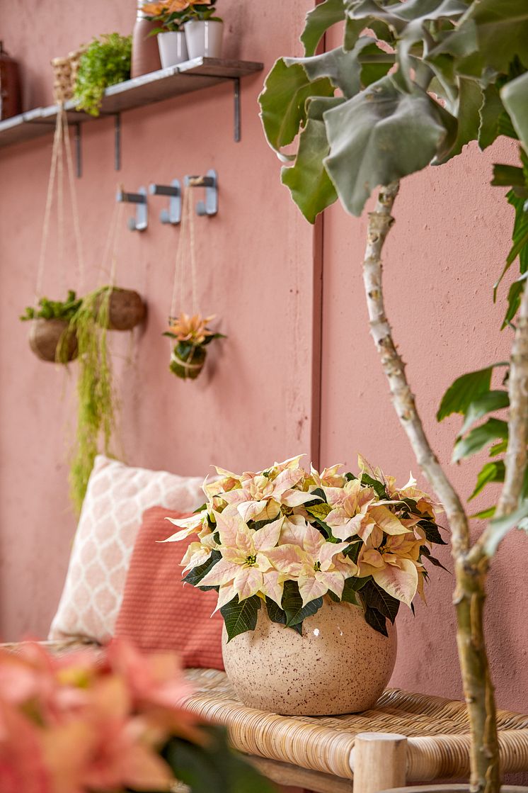 julstjärna_2021_poinsettia_01000_Boho_Green_Living_03