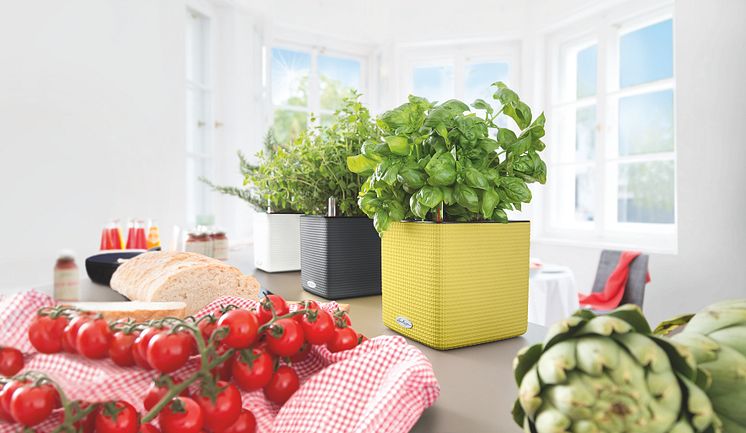 CUBE 14 und 16: Zuverlässige Helfer für die Kräuterküche