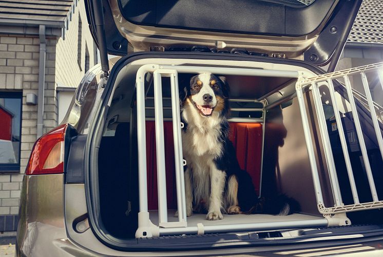 Hunde-Transportkiste