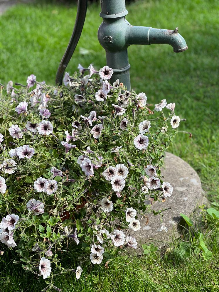 Petunia Tiramisu_2024
