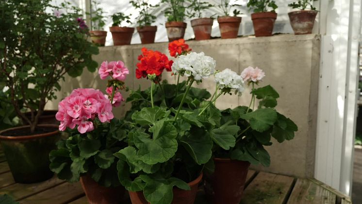 Pelargoner.