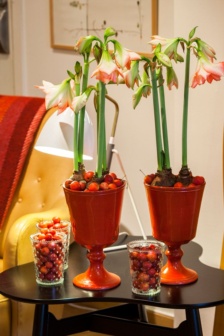 Amaryllis 'Zombie'