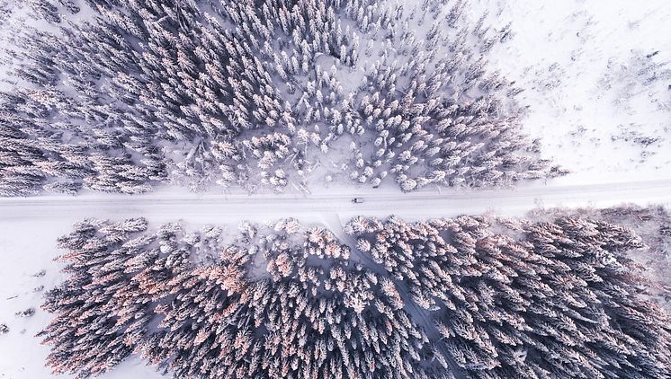 aerial-photo-of-road-and-forest-1427512.jpeg