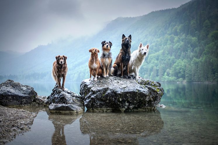 Hunde im Wasser