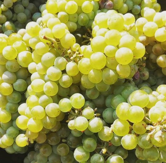 Chardonnay Le Domain d'Henri