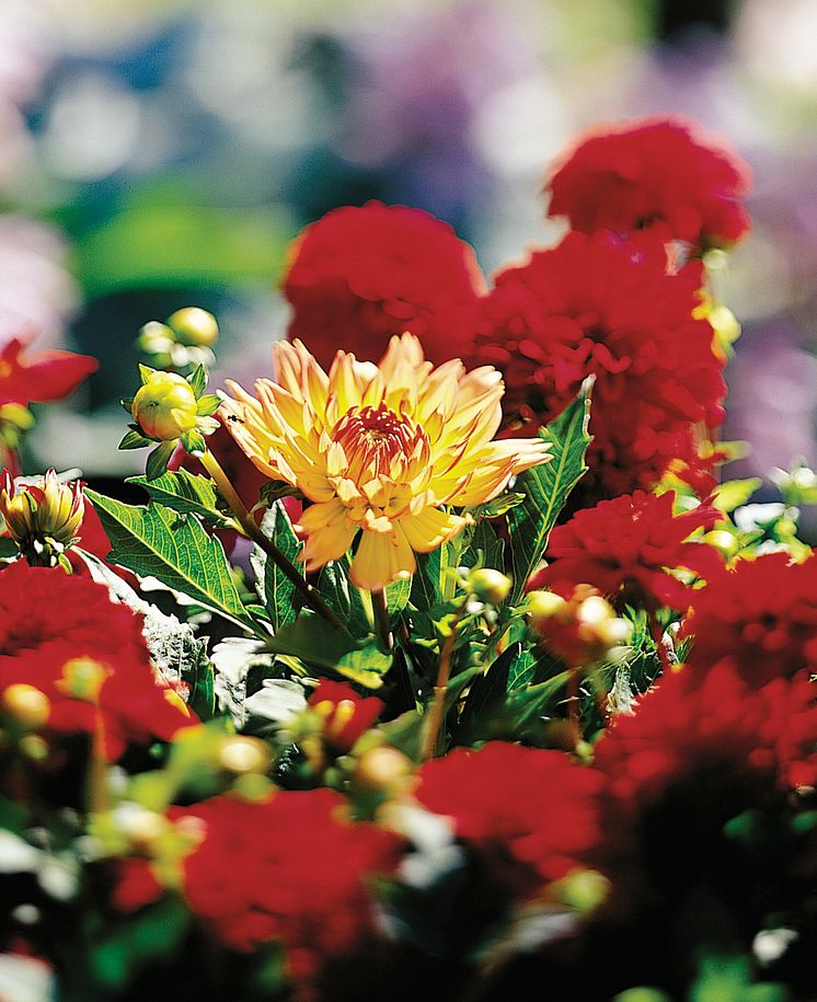 Dahlia 'Gallery Singer' 