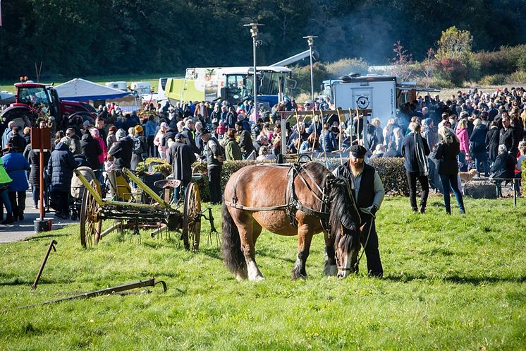 Besöksrekord på årets skördefest
