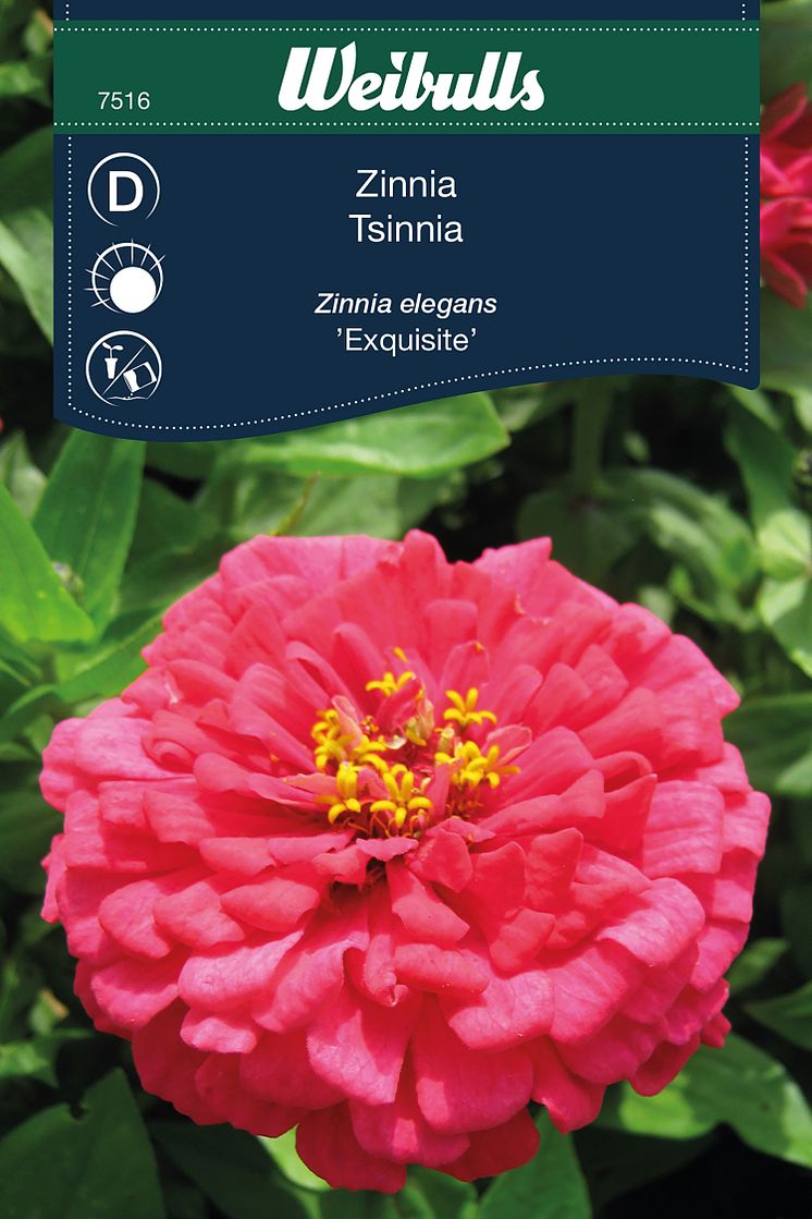 7516_zinnia_exquisite.jpg
