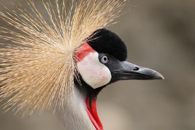 Canon RF 75-300mm F4-5.6_EOSR50_Animal_Sample_CINC_IMG_6064.JPG