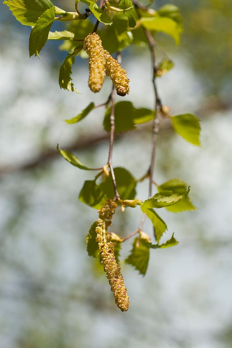 Björkpollen 