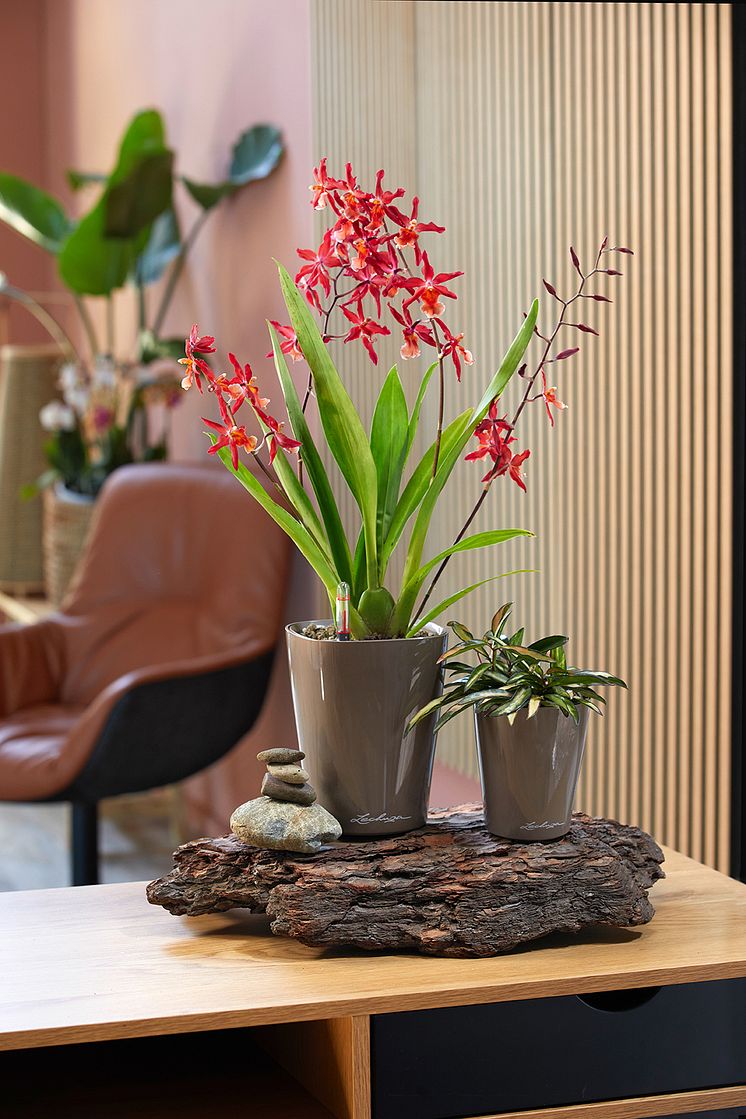 Eine Orchidee steht in einem LECHUZA-Pflanzgefäß leuchtend rot blühend auf einem Sideboard.