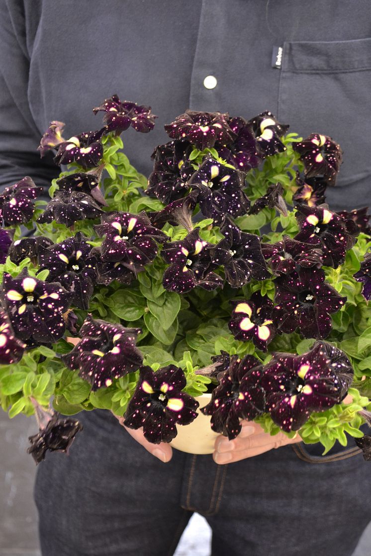 Petunia Lightning Sky
