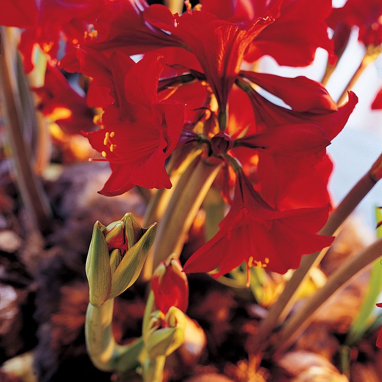 Röd amaryllis närbild