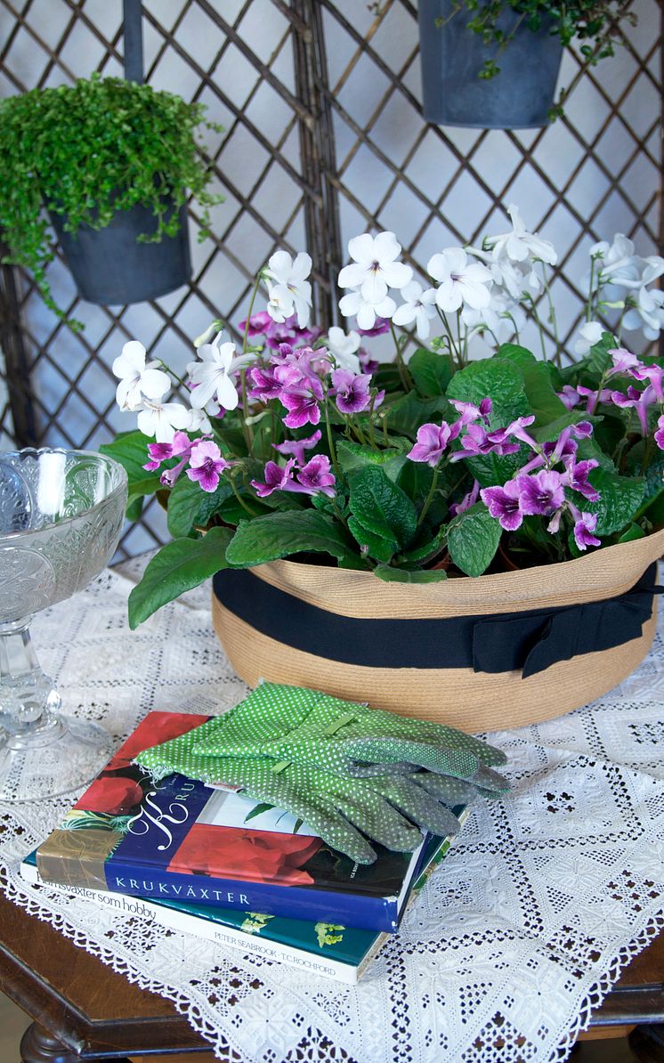 Kornettblomma i hatten