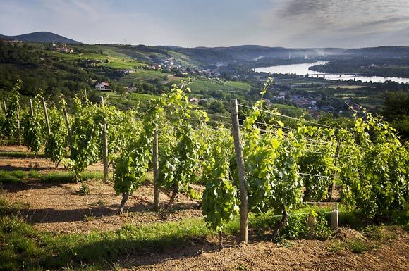 Gaillard vineyard