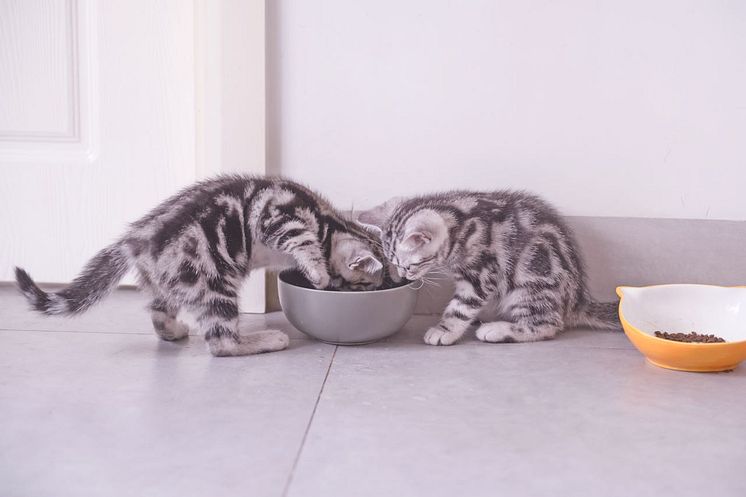 Happy Cat_Ernährung Kitten_Jungkatzen_©Happy Cat