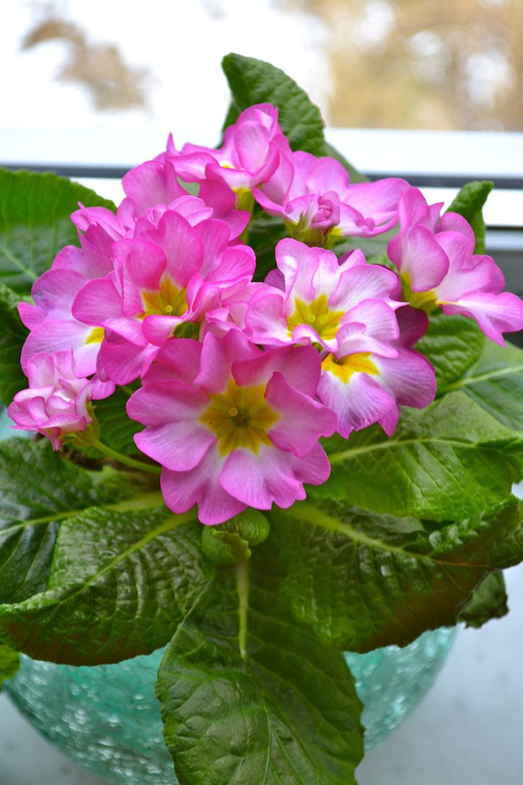 Primula 'Suze'